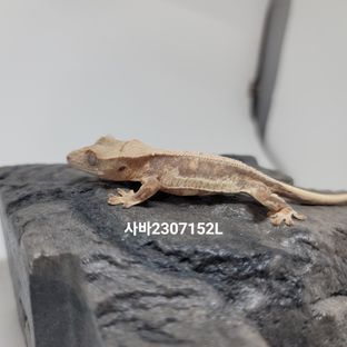 사바2308152L