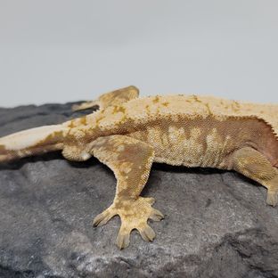 라바1