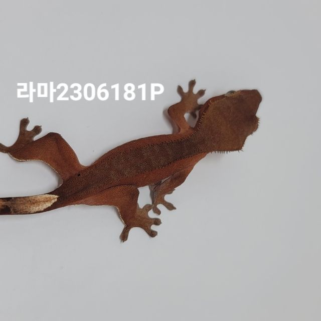 바이 팬텀 레드