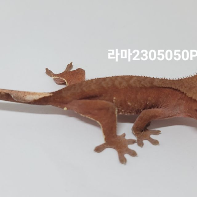 바이 팬텀 레드