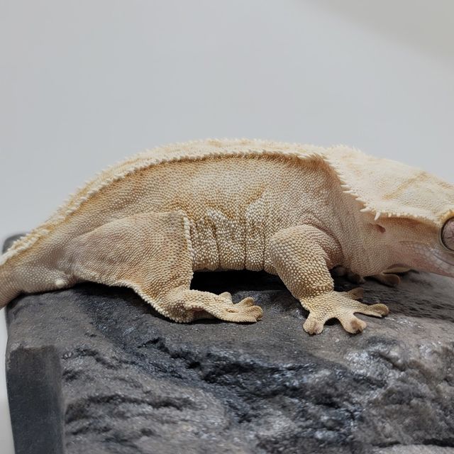 크림