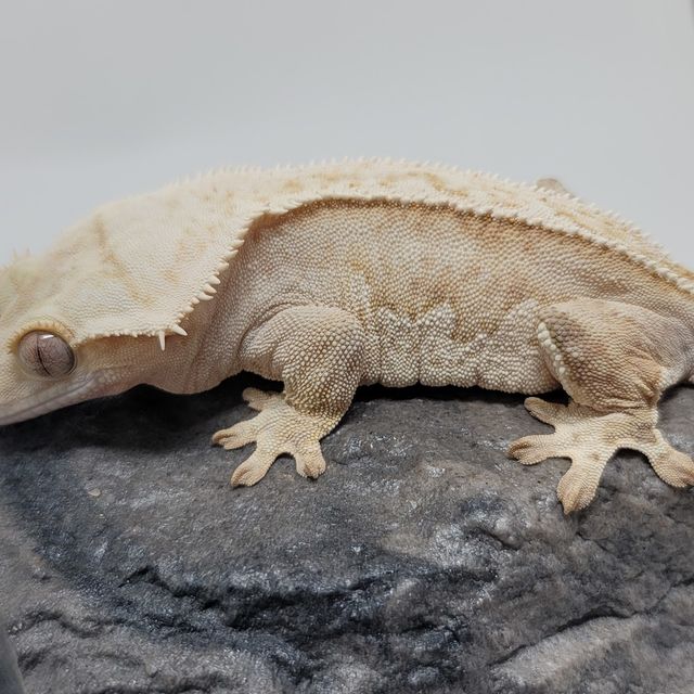 크림