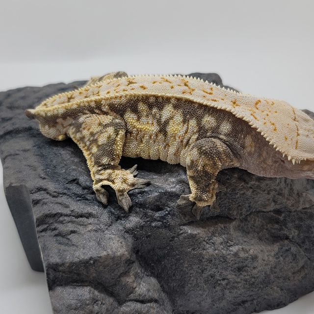 익스트림할리퀸