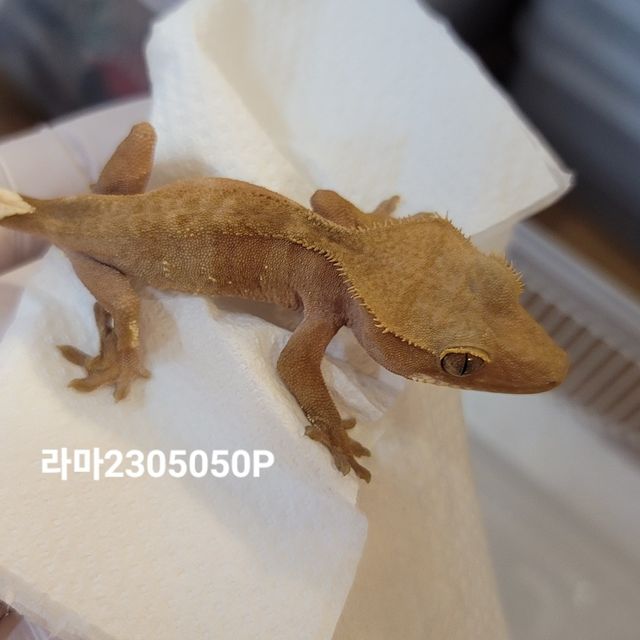 바이 팬텀 레드
