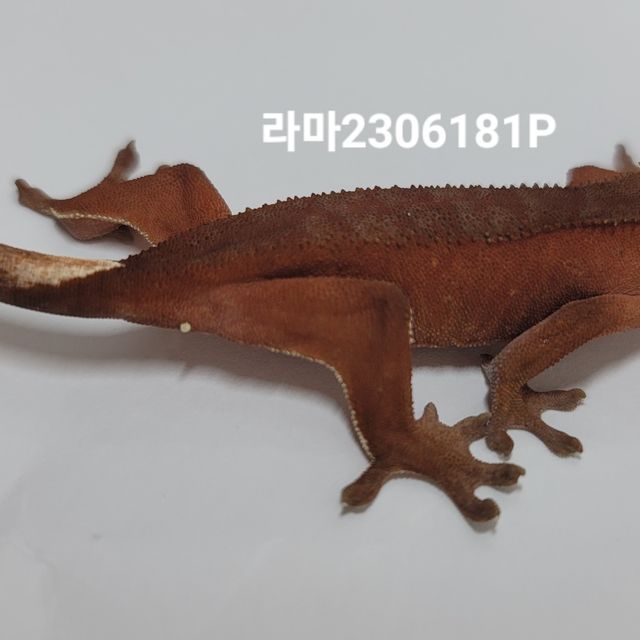바이 팬텀 레드