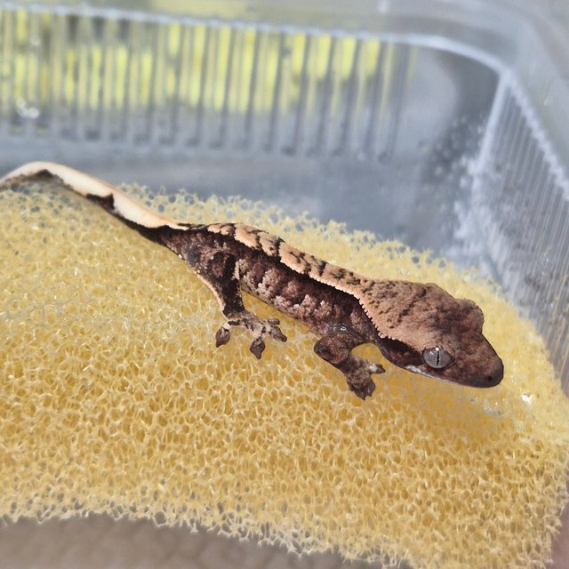 노멀 트라이 화이트스팟