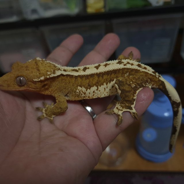 크림시클