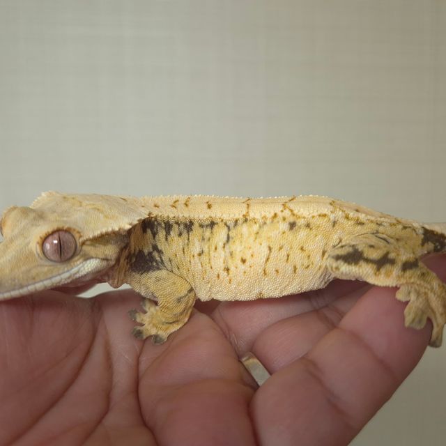 노멀 트라이 화이트스팟