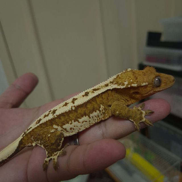 크림시클