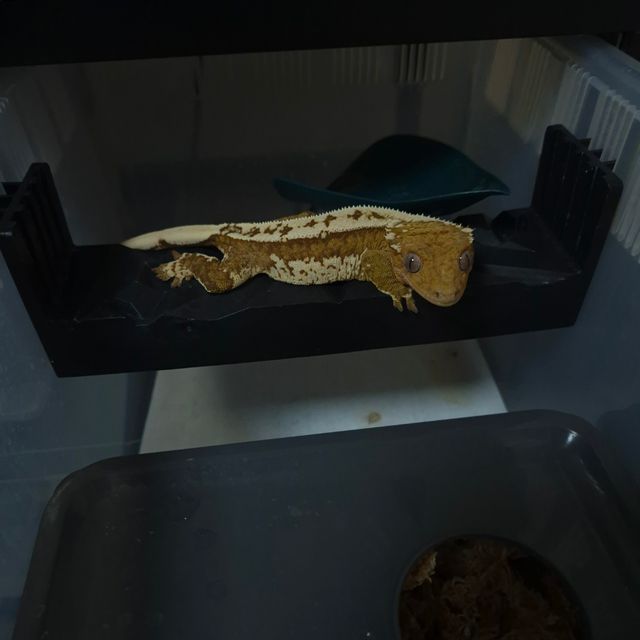 크림시클