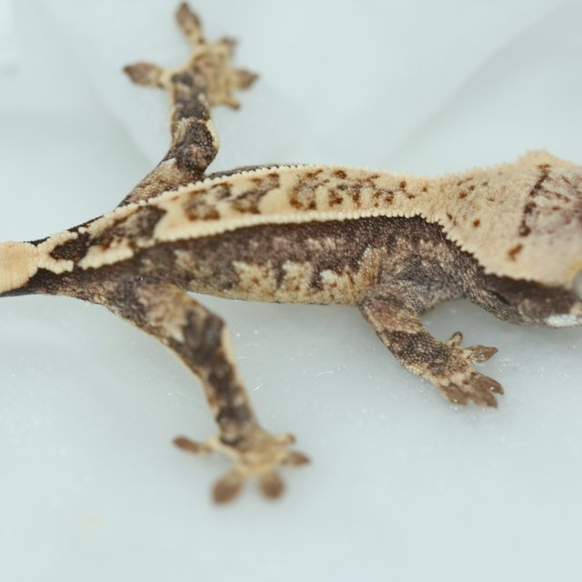 트라이