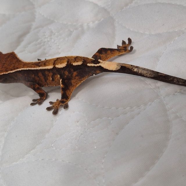 세이블