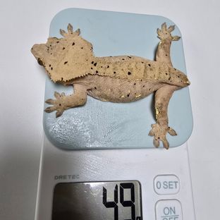 달마시안