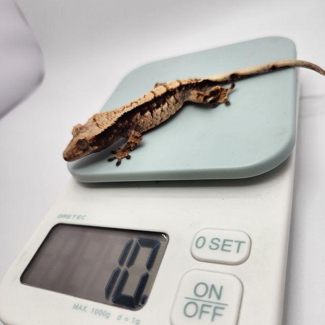 노멀 트라이 할리퀸