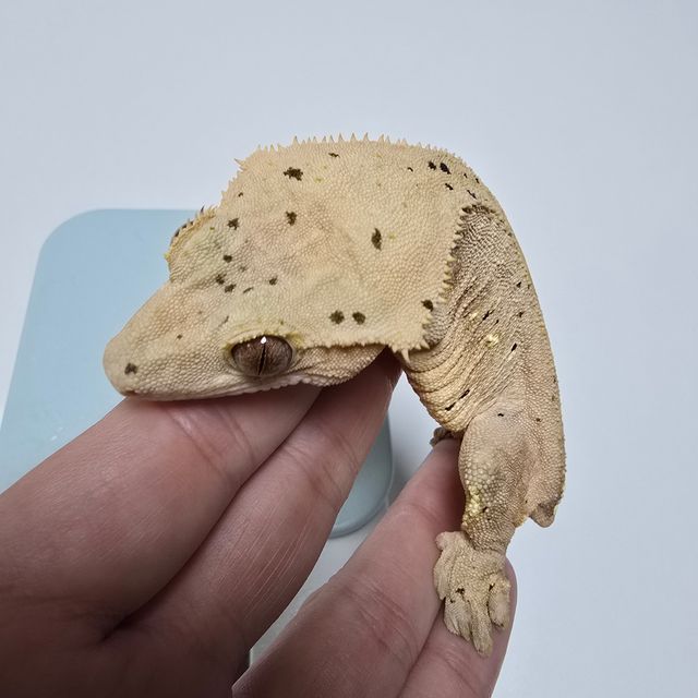 달마시안