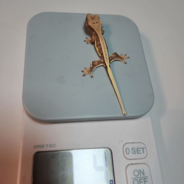 릴리화이트