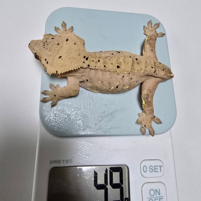 달마시안