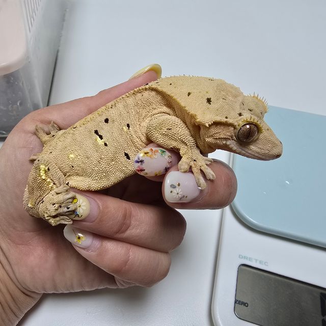 달마시안