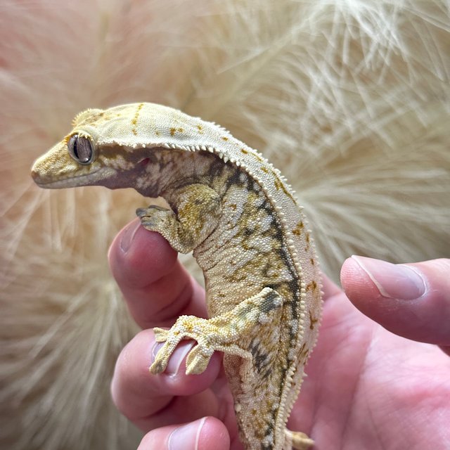 노멀 화이트스팟 드리피