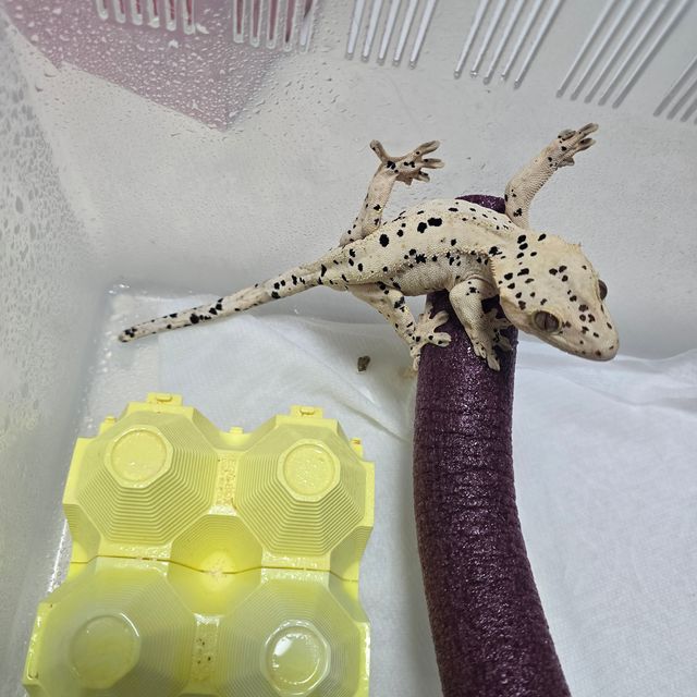 달마시안 슈퍼달마시안