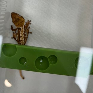 노멀 트라이 익스트림할리퀸