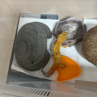 인페르노