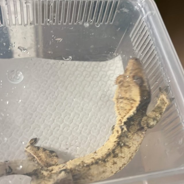 화이트스팟 노멀 트라이