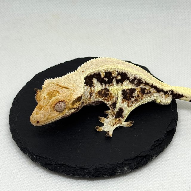 릴리화이트 솔리드백