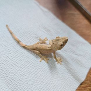 슈퍼달마시안