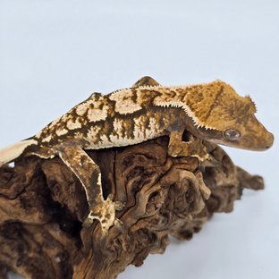 트라이 익스트림할리퀸 텐저린