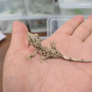 슈퍼달마시안