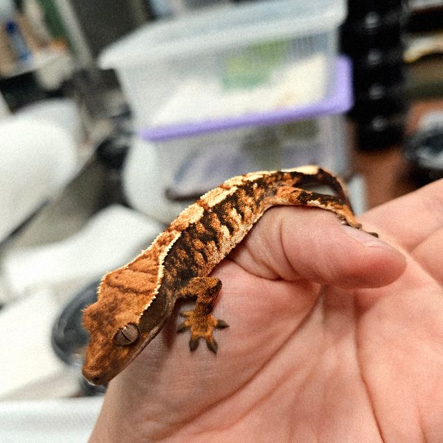 트라이 익스트림할리퀸 바브