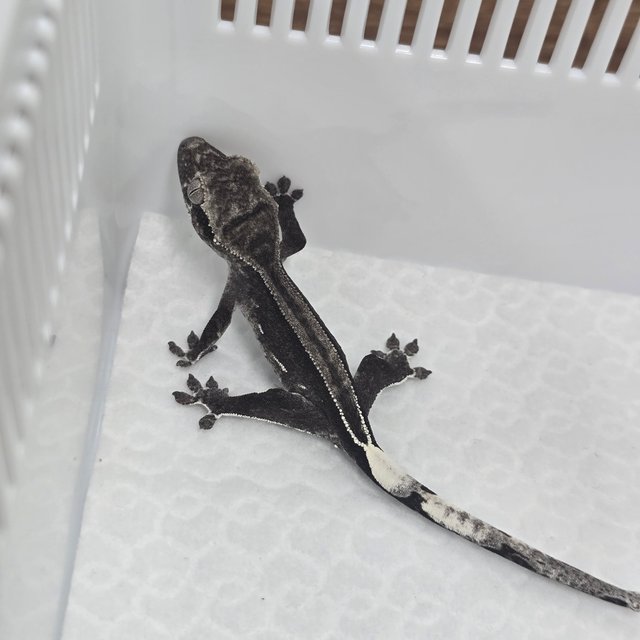 아잔틱 쿼드 슈퍼스트라이프