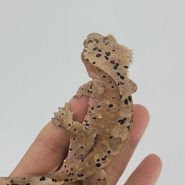 슈퍼달마시안