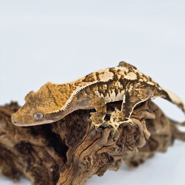 트라이 익스트림할리퀸 텐저린