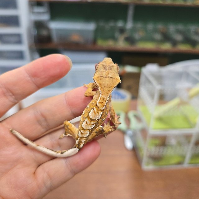 크림시클