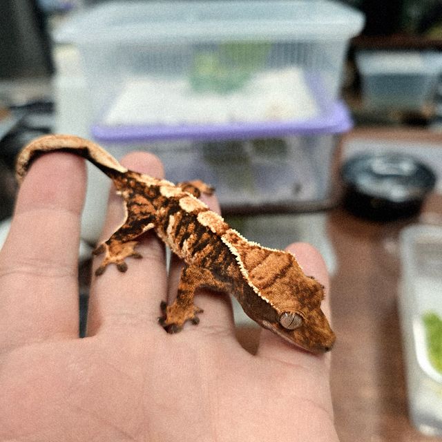 트라이 익스트림할리퀸 바브