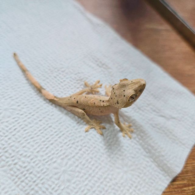슈퍼달마시안