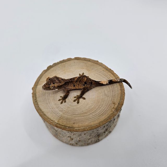 슈퍼달마시안
