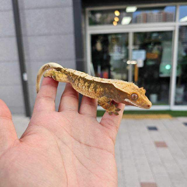 트라이 익스트림할리퀸