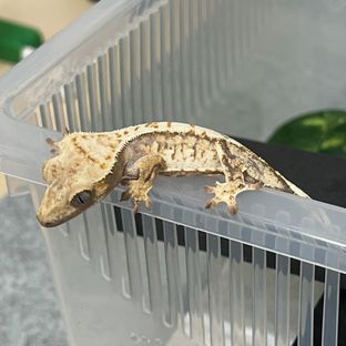 트라이 바브 젠젝스