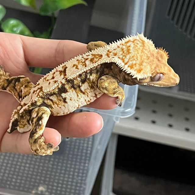 트라이 화이트핀 젠젝스