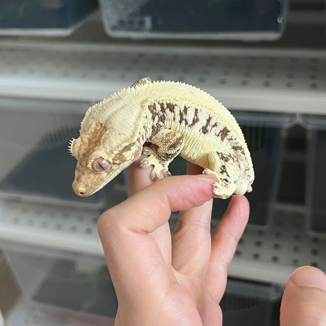 릴리화이트