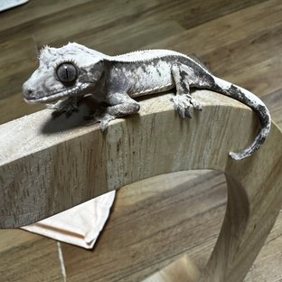 세이블 풀핀 핀스트라이프 다크 화이트스팟