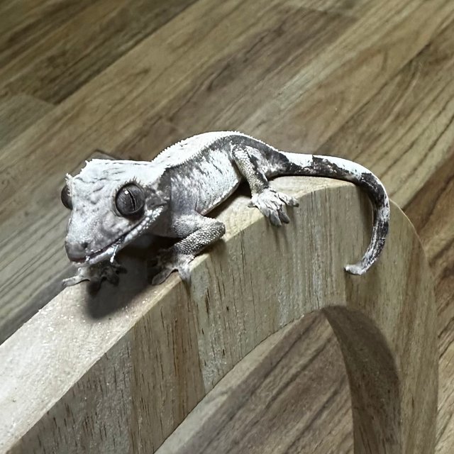 풀핀 핀스트라이프 다크 화이트스팟 세이블 화이트핀