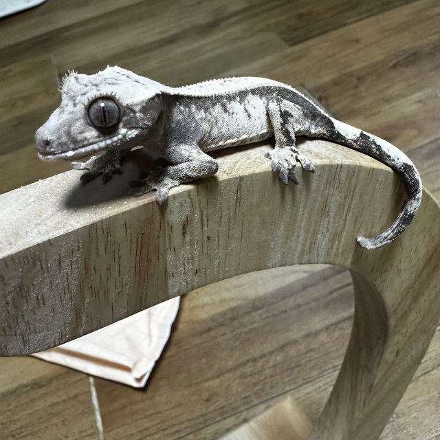 풀핀 핀스트라이프 다크 화이트스팟 세이블 화이트핀