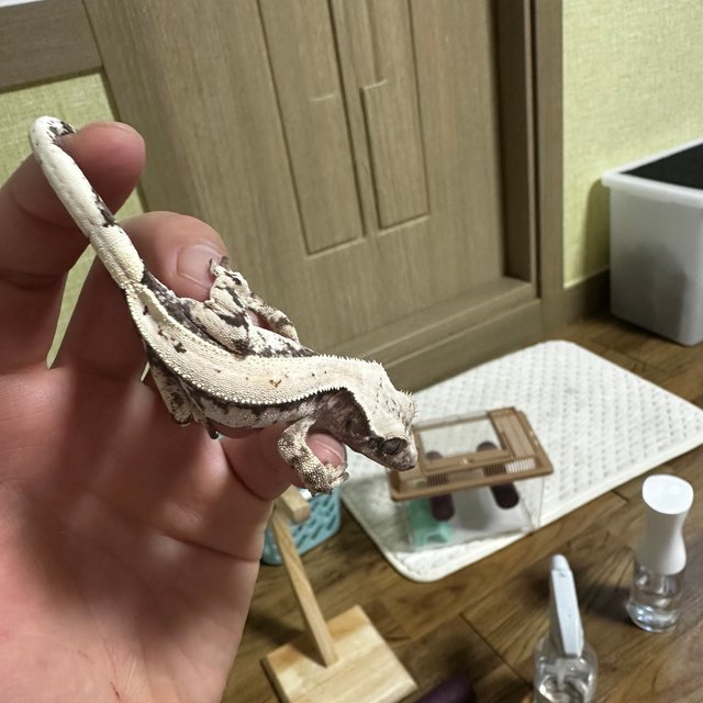 풀핀 핀스트라이프 다크 화이트스팟 세이블 화이트핀