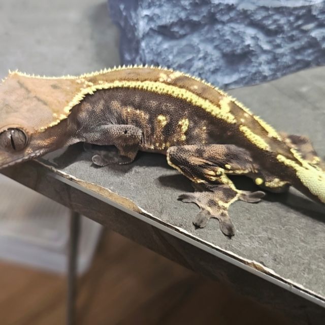 카푸치노 텐저린