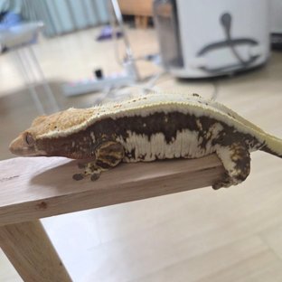 릴리100%헷아잔틱