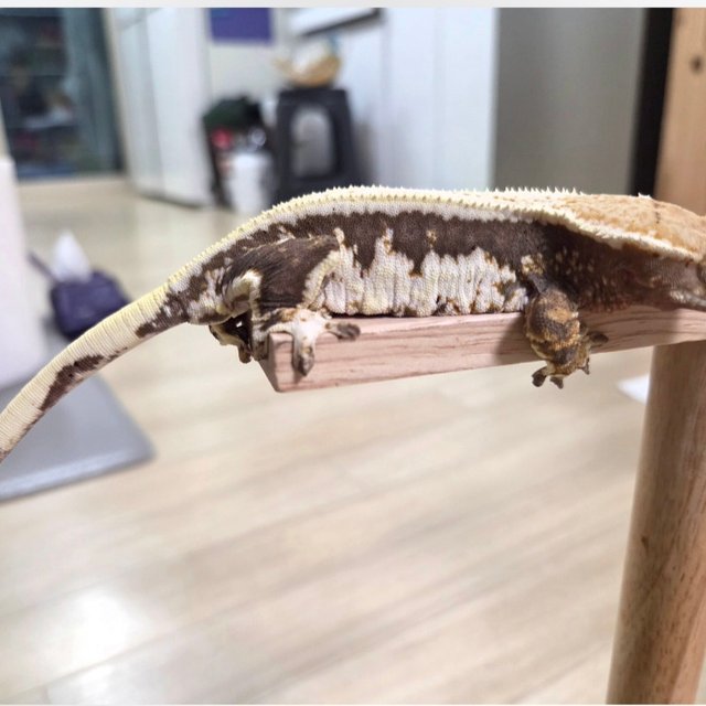 릴리100%헷아잔틱